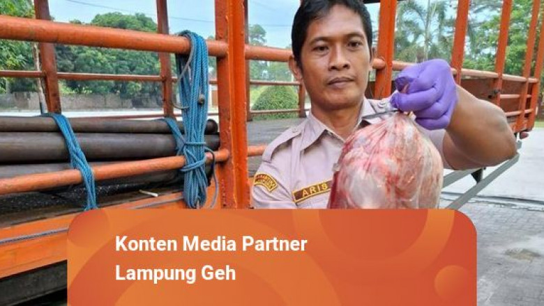 Karantina Lampung Gagalkan Penyelundupan Ratusan Kg Daging Celeng Asal Bengkulu