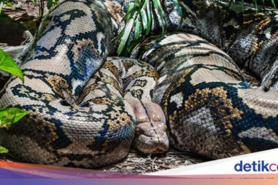 Pria Tewas Ditelan Bulat-bulat Ular Piton 6 Meter di Sulsel