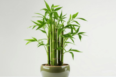 Manfaat Menanam Bambu Hoki di Rumah
